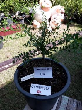 ขาย Finger Lime Rick Red Rick Red