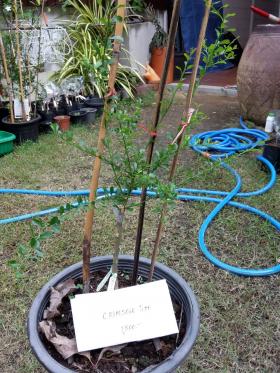 ขาย ต้นมะนาวนิ้วเสียบยอด Finger Lime Crimson Tide