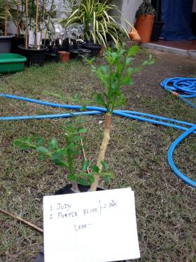 ขาย Finger Lime Size M Judy Ever Bearing & PurPle Bliss -