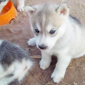 ขายลูกสุนัข[[[[Siberian Husky]]]] สวยๆ  ราคาไม่แพงค่ะ