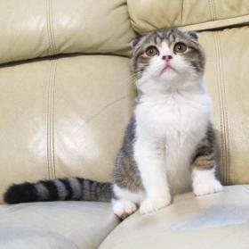 ขาย Scottish Fold Scottish Fold