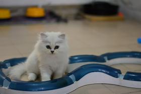 ขายลูกแมวเปอร์เซีย ชินชิล่า สีซิลเวอร์ เพศผู้