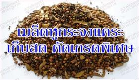 จำหน่ายเมล็ด "ต้นหูกระจงแคระ"