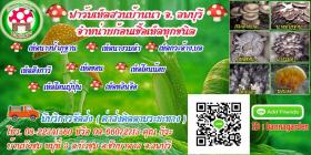 ขายก้อนเห็ดนางฟ้า นางรม จ.ลพบุรี ราคาก้อนละ 7-8 บาท