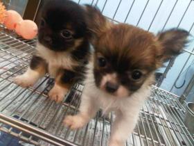 ขาย Chiwawa ขนยาว