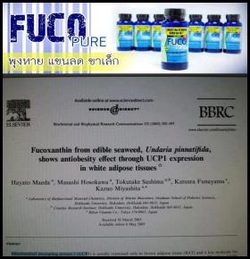 ขาย Fuco Pure พุงหาย แขนเล็ก ขาเล็ก