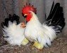 ไก่แจ้ขาวหางดำ