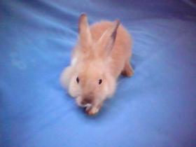 Lionhead