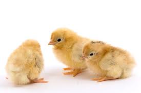 ไก่แจ้ขาวหางดำ เพิ่มบรรยากาศธรรมชาติในบ้า
