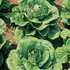 Lettuce Seed
