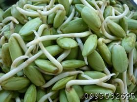 ลูกเหรียง