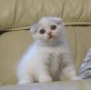 Scottish Fold cat 1.5 เดือน