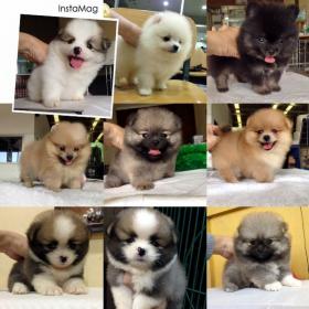 Pomeranian