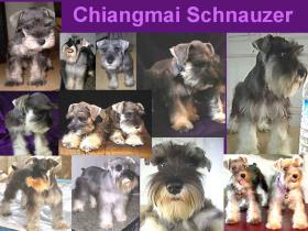 ลูกสุนัขมิเนเจอร์ ชเนาเซอร์ แท้ๆ ๆ ๆ  MINIATURE SCHNAUZER สุขภาพแข็งแรง กำลังน่ารักเลยค่ะ