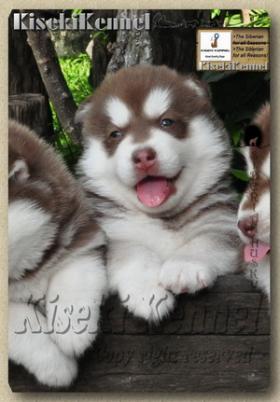 ขาย Siberian Husky Puppies Aug.2010