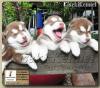 Siberian Husky Puppies