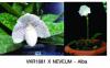 Ladyslipper (VKR1681 X Neveum Alba NU60