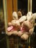 Small Rabbit -