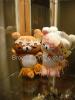 ลิลัคคุม่าฮาวาย   -