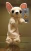 Chihuahua -