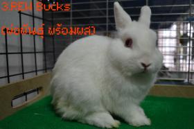 ขาย RB Netherland Dwarf Senior Buck (พ่อพันธุ์ พร้อมผสม)