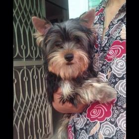 ยอร์คเชียเทอร์เรัย เพศผู้