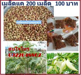 เมล็ดแคบ้าน ดอกขาว