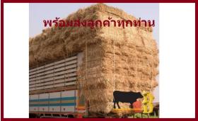 ฟางอัดก้อน หญ้าเนเปียร์