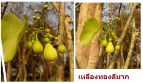 ผักอีนูน ผักสาบ