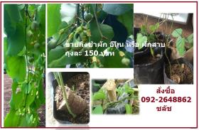 ผักอีนูน ผักสาบ