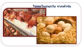 ไข่ไก่