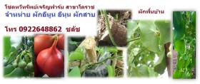 ผักอีนูน ผักสาบ