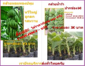 กล้วยหอมทอง กลัวยนำว้าปากช่อง 50