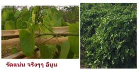 ผักอีนูน ผักสาบ