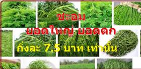 ชะอมไร้หนาม