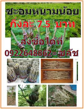 ชะอมไร้หนาม