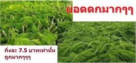 ชะอมไร้หนาม